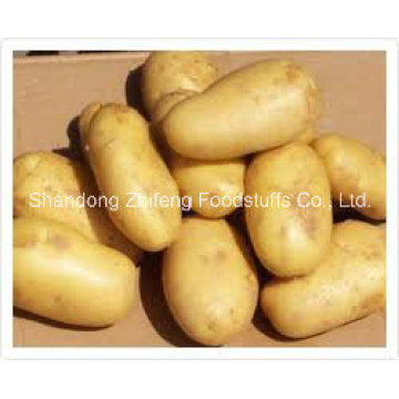 High Quality Fresh Yellow Potato